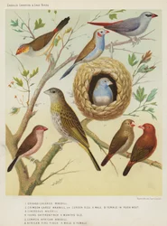 Orange-Cheeked Waxbill, Crimson Eared Waxbill or Cordon Bleu, Male, Female in Rush Nest, Cinereous Waxbill, Young Saffron Finch 4 Months Old, Common African Waxbill, African Fire Finch, Male, Female